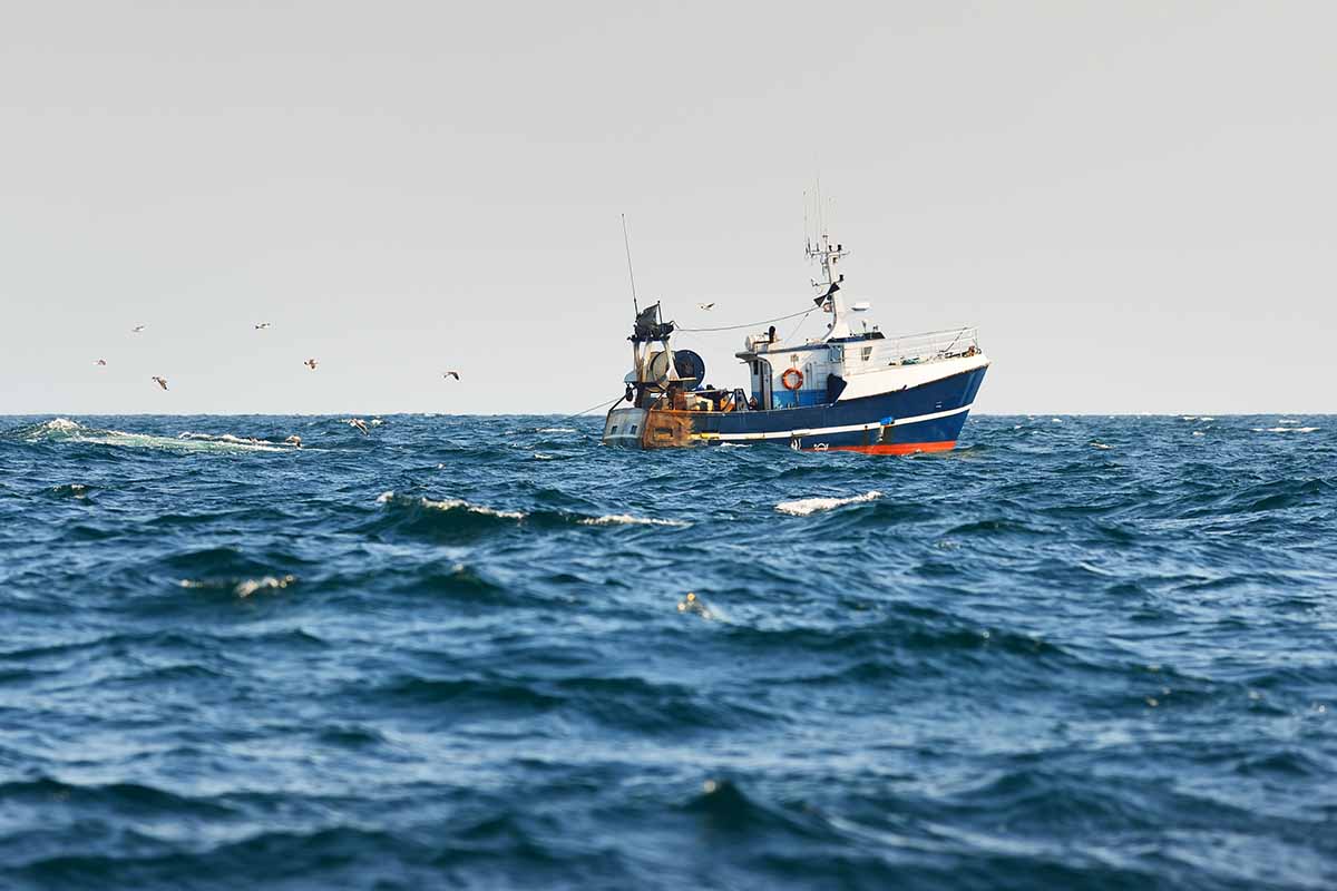 Perché nel Mediterraneo abbiamo già esaurito il pesce per il 2024?