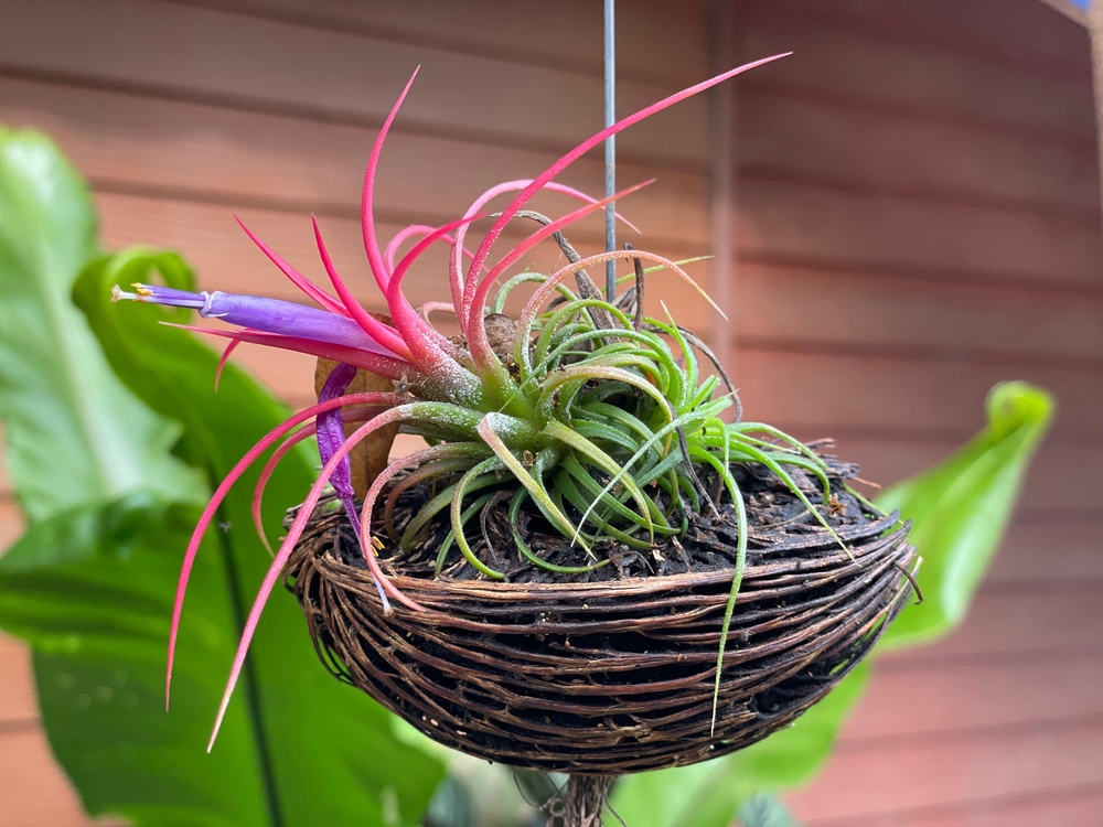 Quali sono le piante senza terra: le cure per le tillandsia