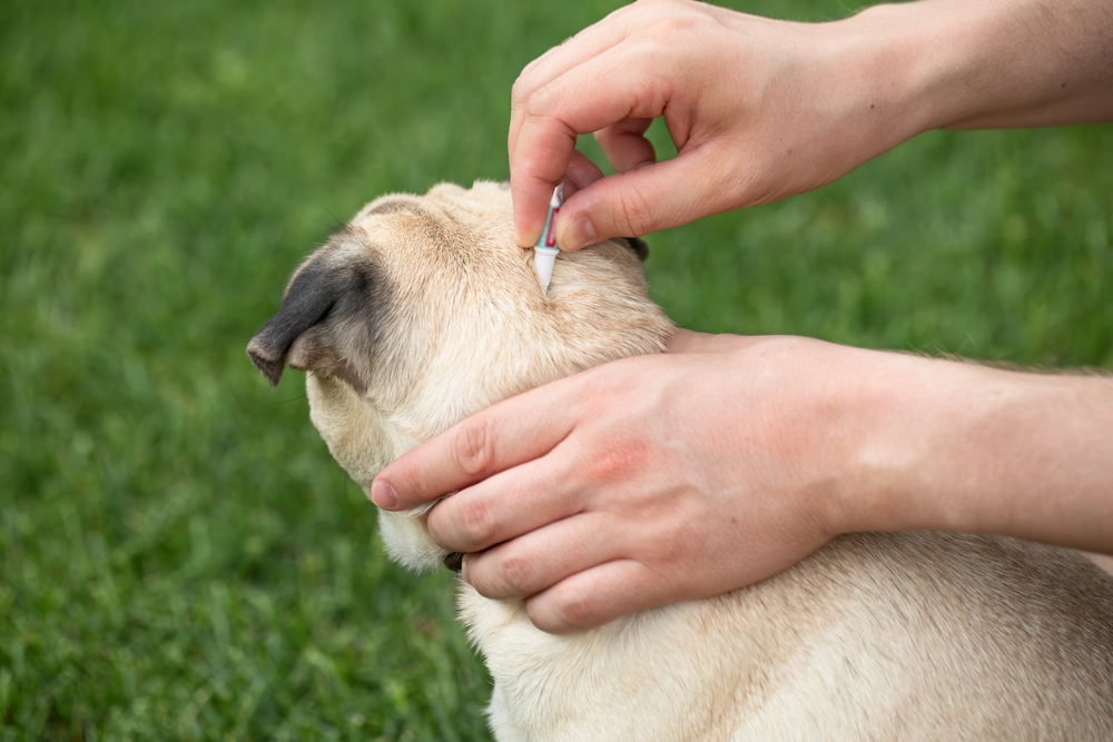 Come rimuovere le zecche dal cane