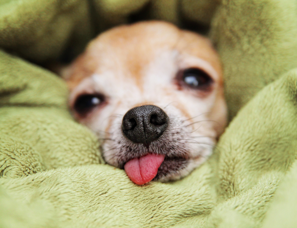 Perché i chihuahua hanno la lingua di fuori