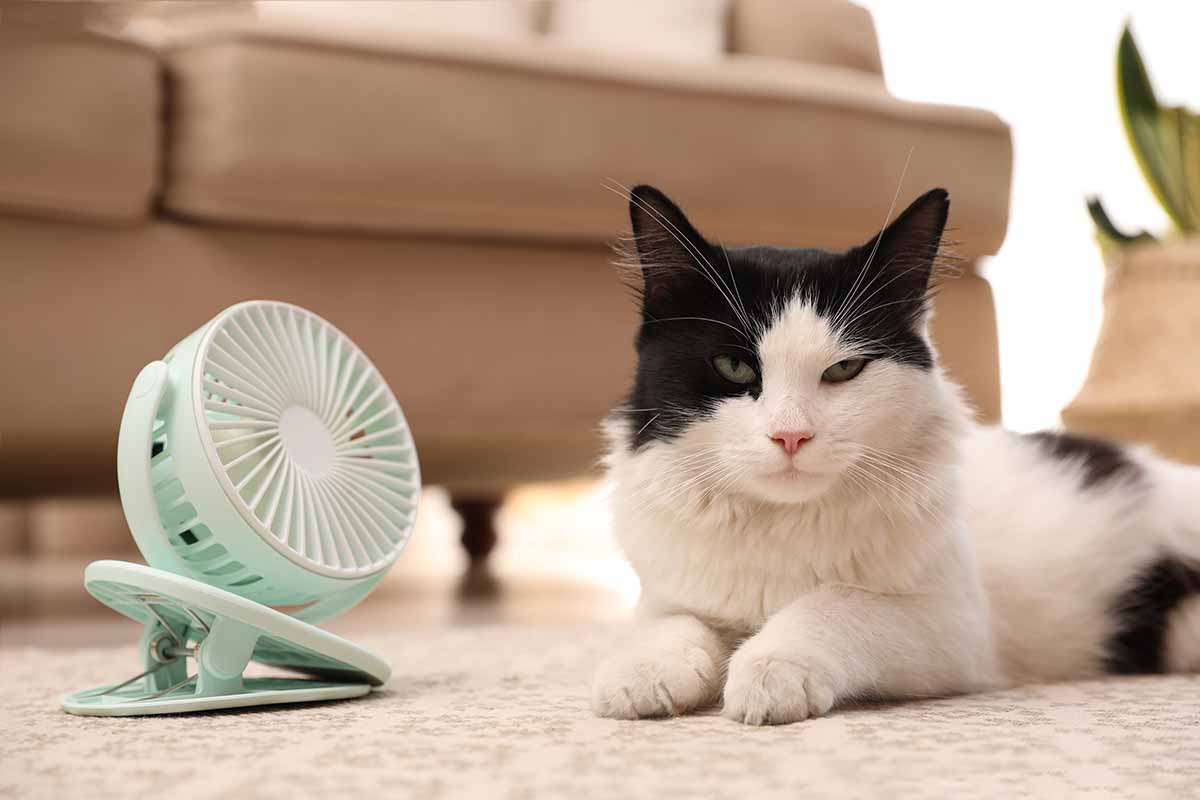 Tappetino rinfrescante per gatti: come funziona