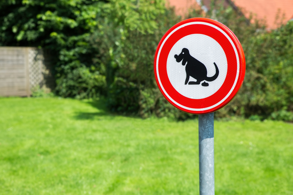 Perché è importante raccogliere le deiezioni del cane?