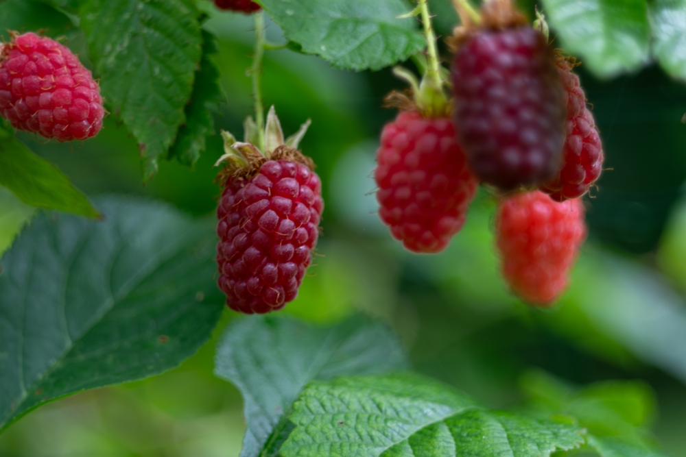 Come lavare i lamponi senza schiacciare i fruttini