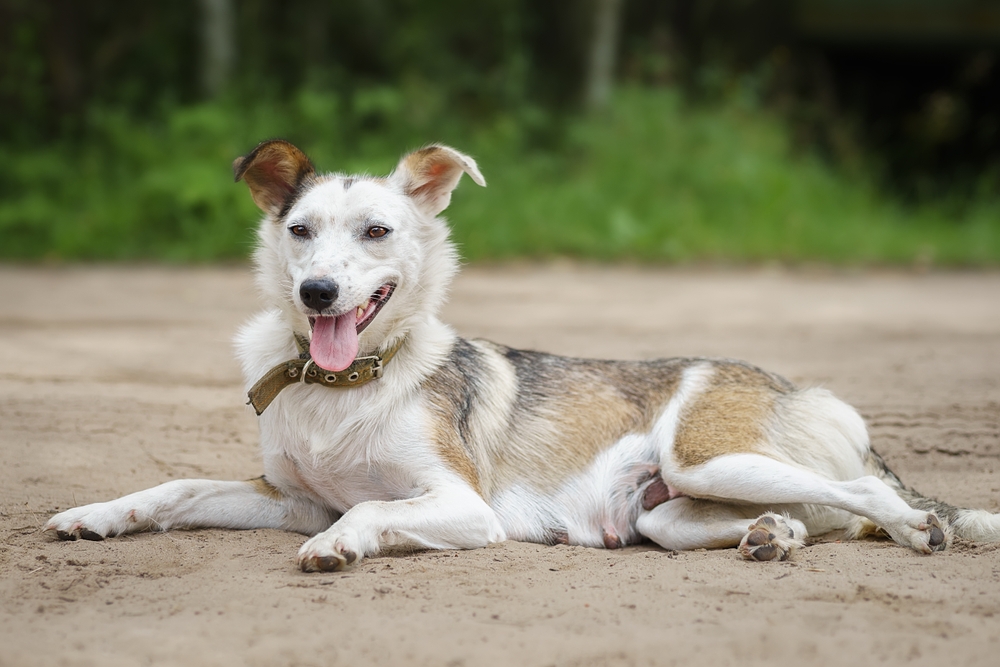 I cani meticci hanno una salute migliore rispetto ai cani di razza?