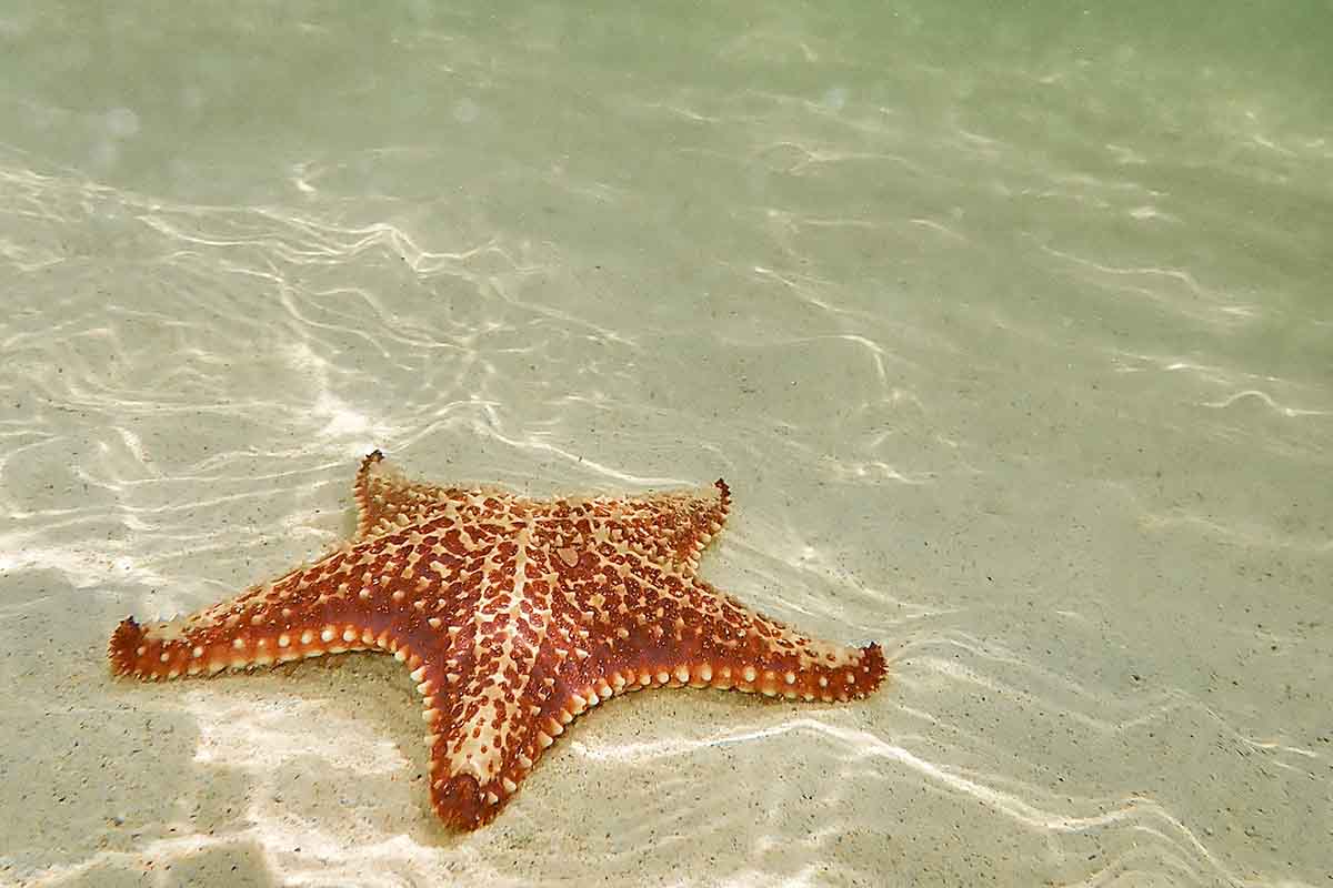 Perché non dovremmo mai prendere una stella marina in mare