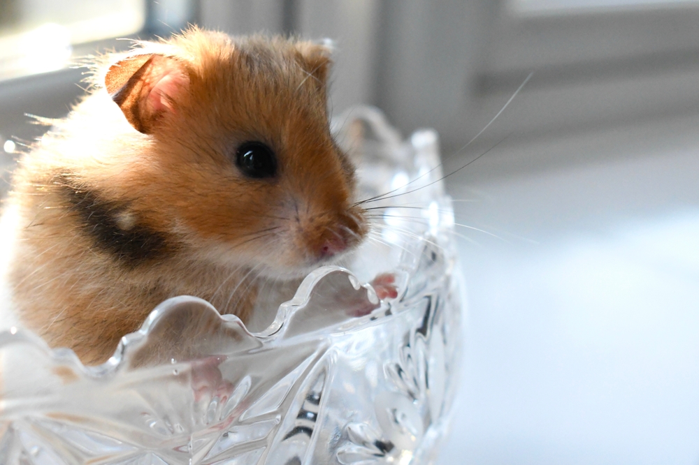 Qual è un piccolo animale domestico adatto alla tua famiglia?