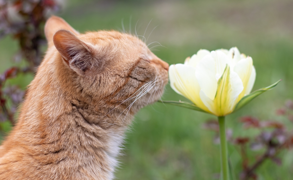 Attenzione ai fiori se ci sono gatti in casa