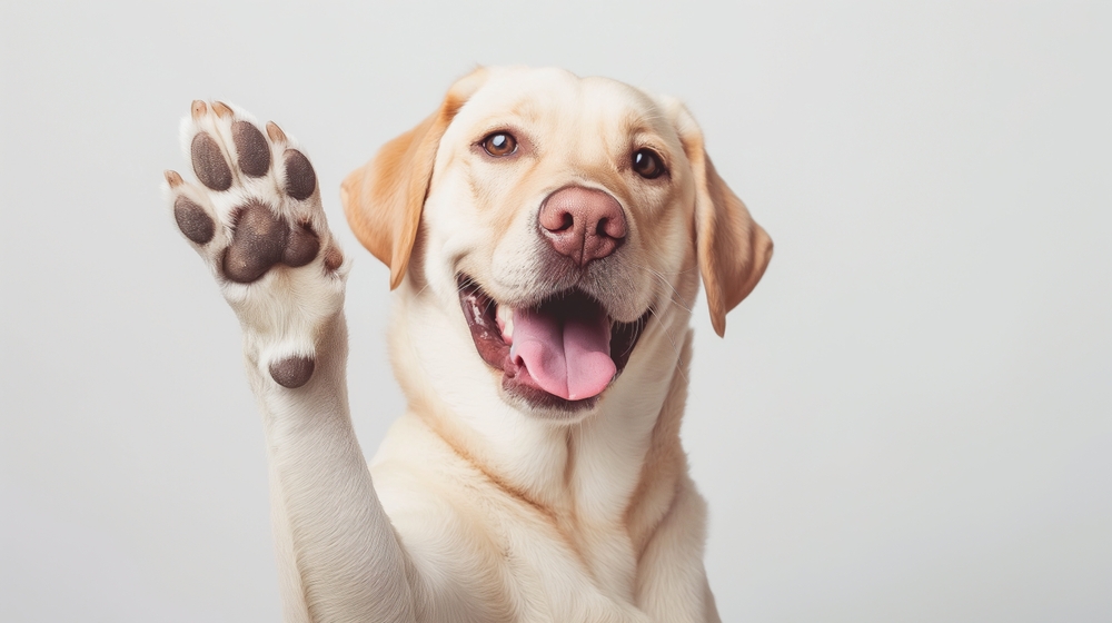 8 problemi comuni alle zampe dei cani