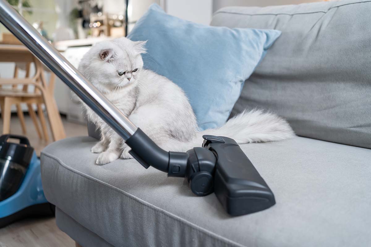 Come tenere pulita casa con un animale domestico