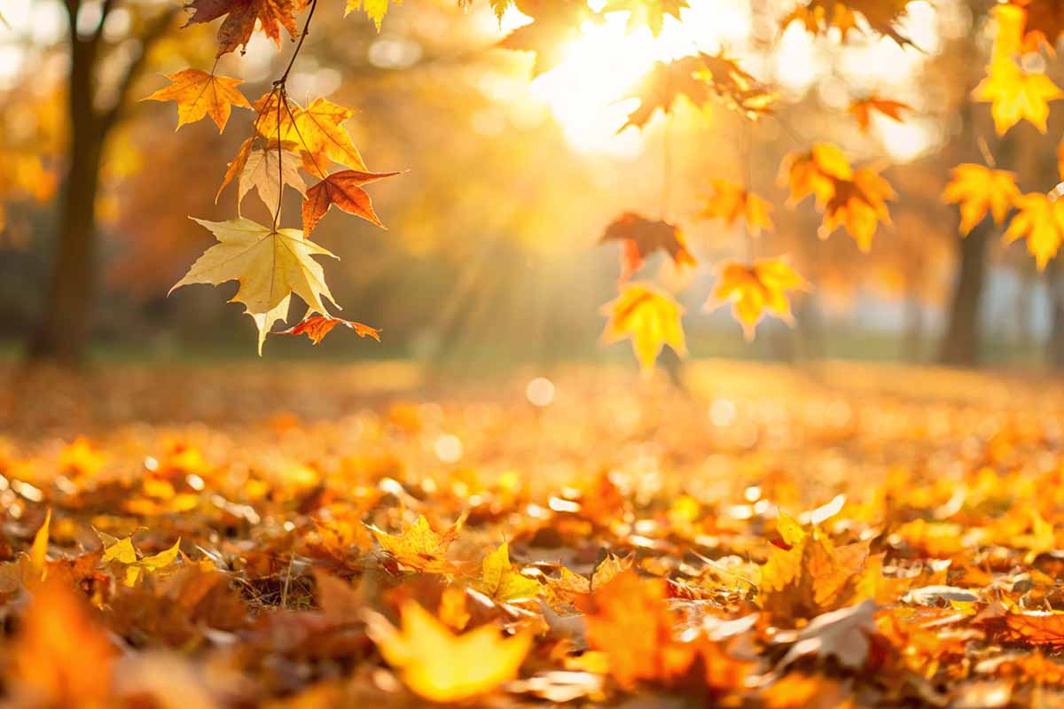Le frasi sull'autunno migliori per riflettere sulla stagione