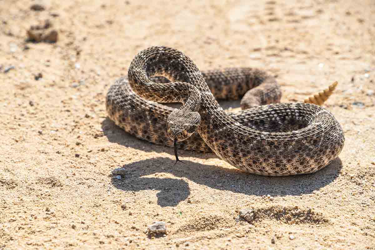 Che cos’è l’ofidiofobia?