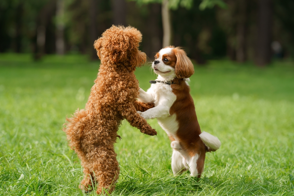 Come fare le presentazioni tra cani