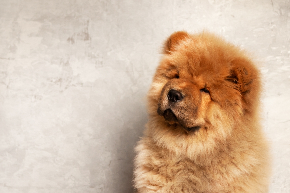 5 razze di cane per proprietari esperti