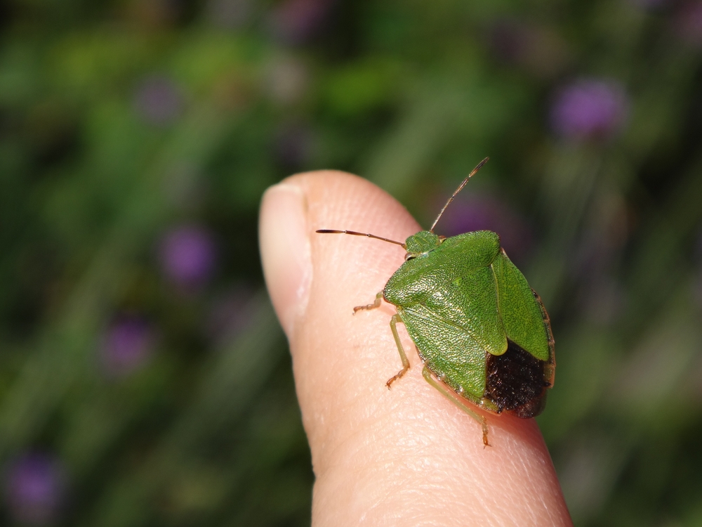 Come non far entrare le cimici in casa in autunno