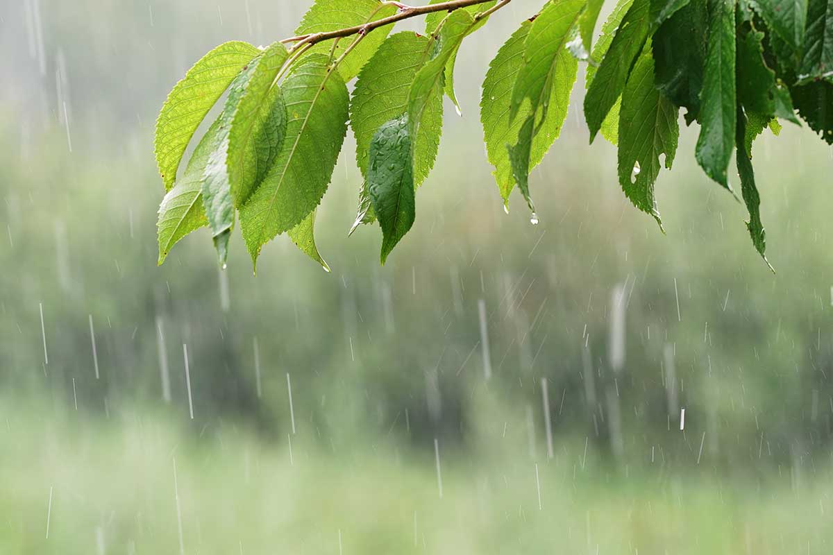 Le più belle poesie sulla pioggia da leggere in autunno