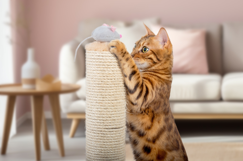 Giocare con il gatto: perché è importante?