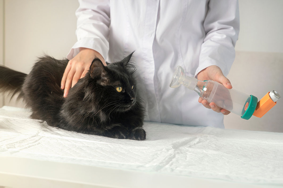Asma felina: sintomi, cause, cure