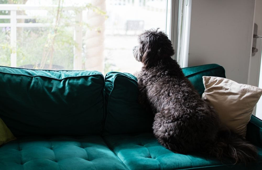 Per quanto tempo puoi lasciare il tuo cane da solo?