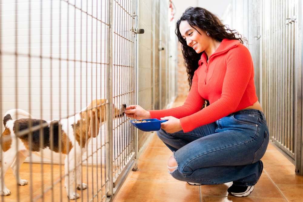Come funziona l'affido di un cane