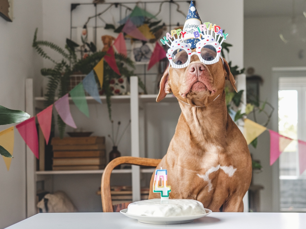4 idee per la festa di compleanno del tuo cane: fai felice il tuo amico peloso