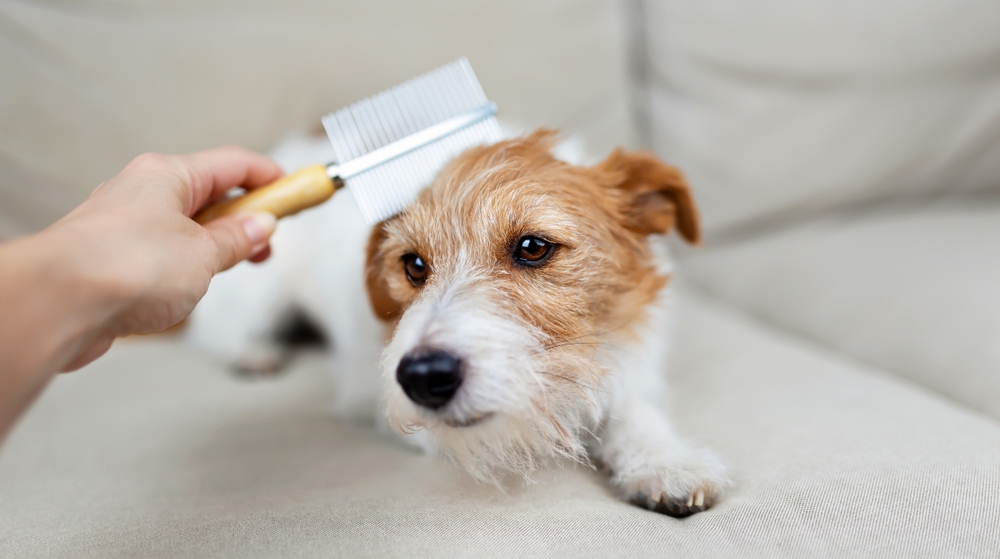 Come spazzolare il cane: la tecnica in base al pelo