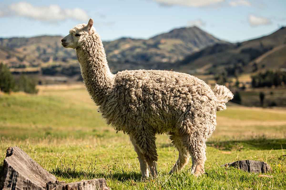 Dove portare i bambini a conoscere gli alpaca in Italia