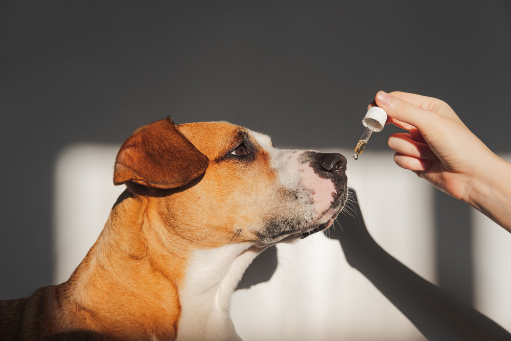 Quali oli essenziali sono pericolosi per i cani?