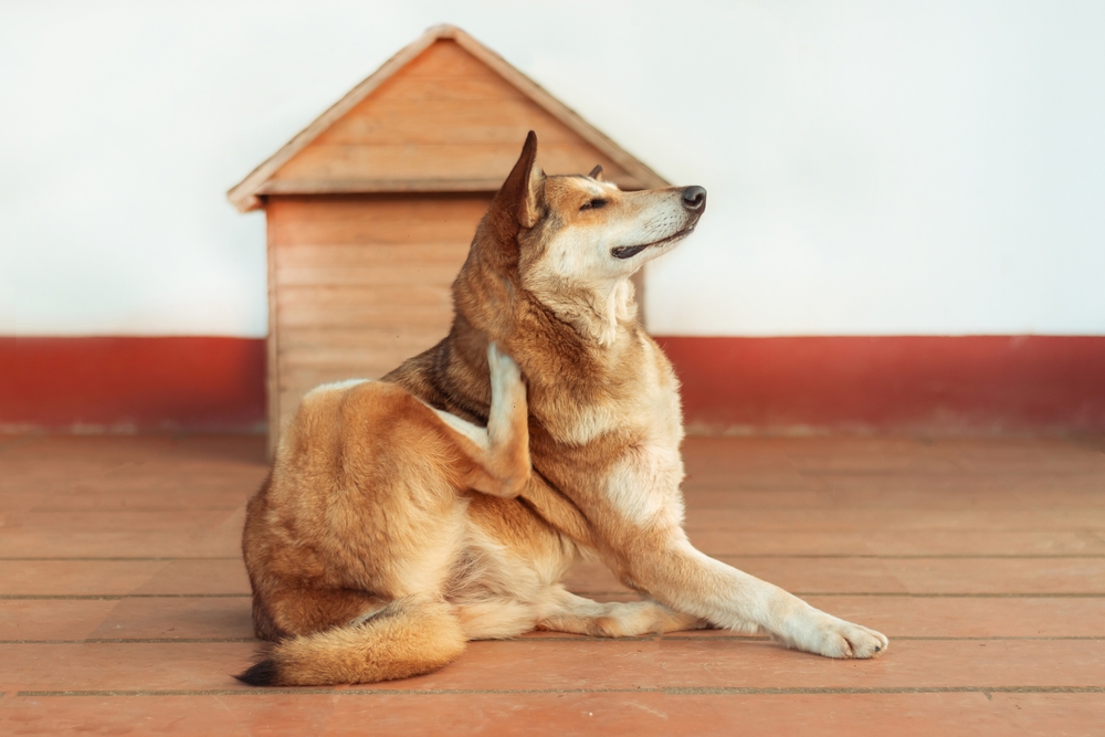 Come sbarazzarsi delle pulci in casa e sul tuo animale domestico