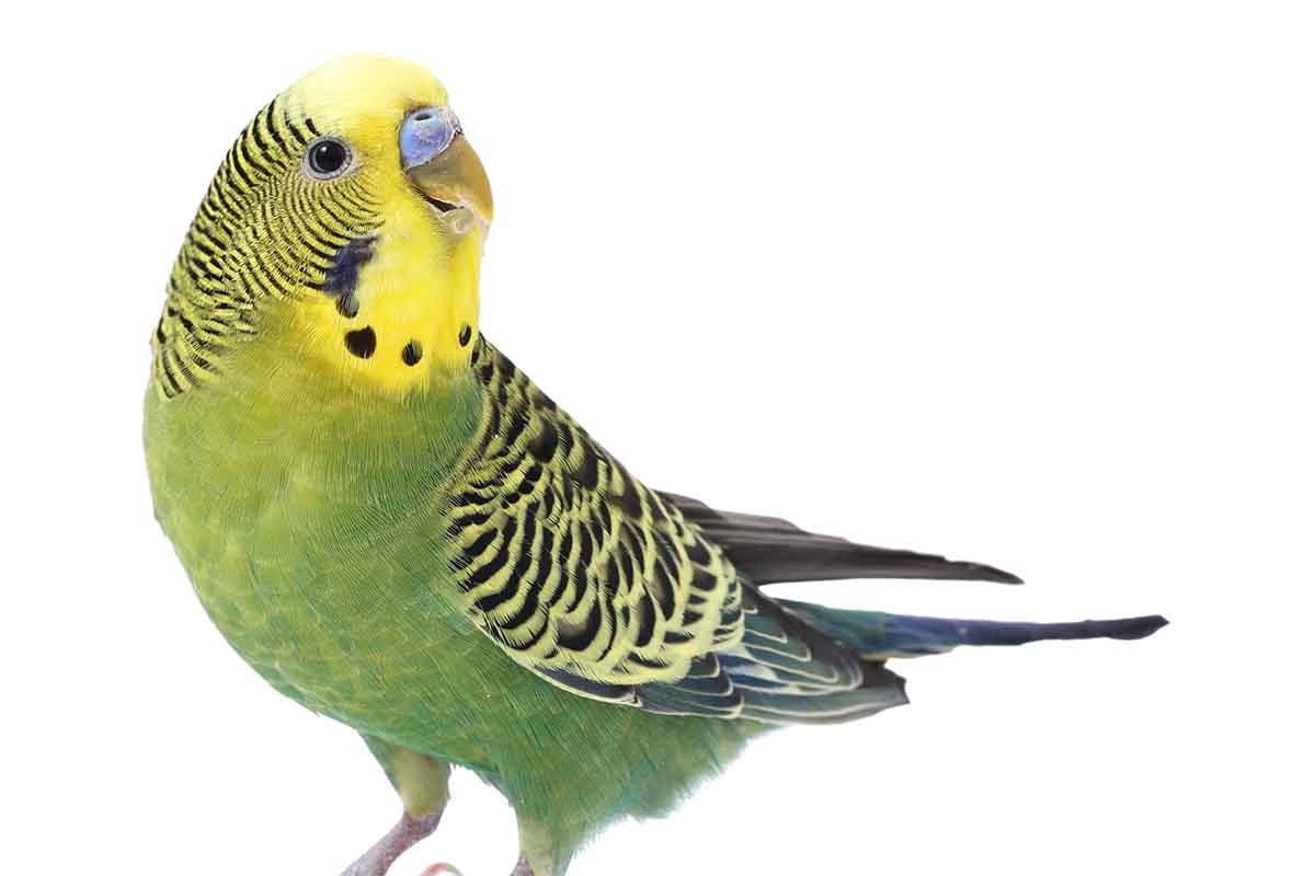 Come prendersi cura delle cocorite