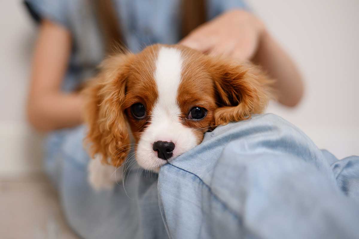 Congedo dal lavoro per malattia degli animali domestici: ma solo a New York