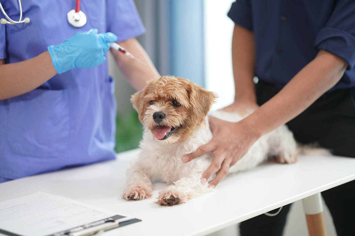 Chi è il veterinario sociale