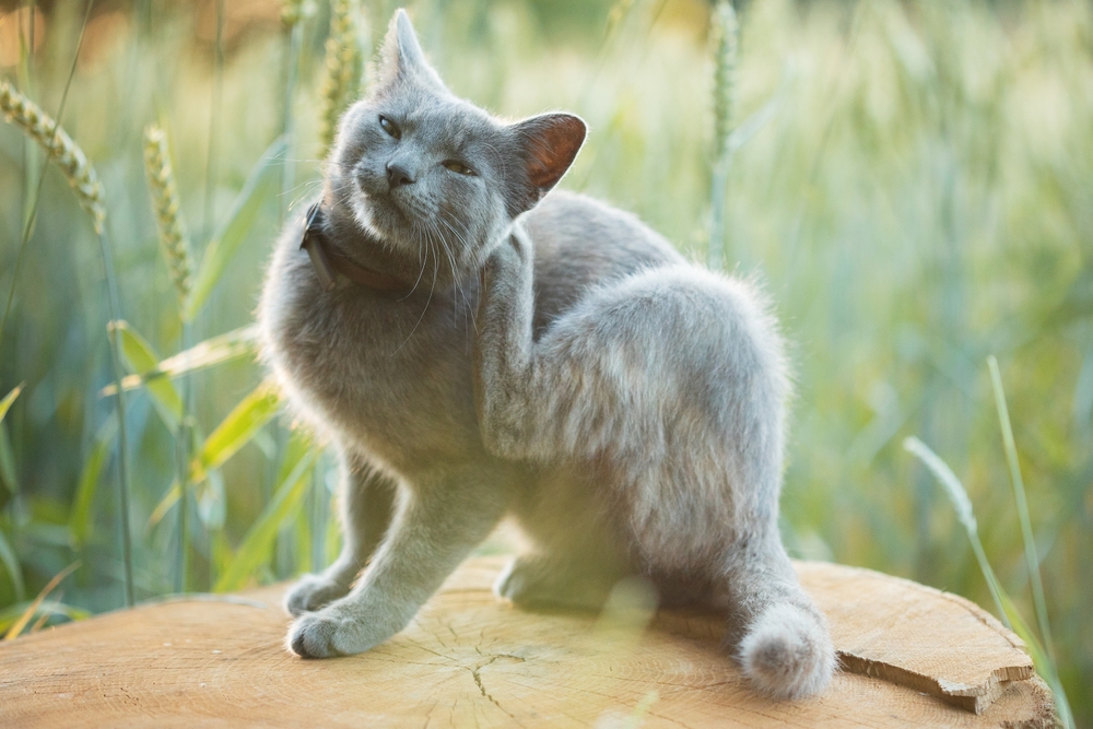 Come capire se il gatto ha le pulci
