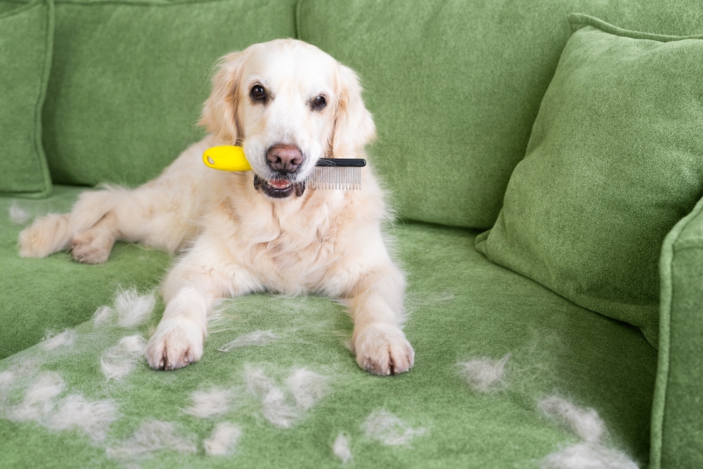 5 consigli per sopravvivere alla muta del cane