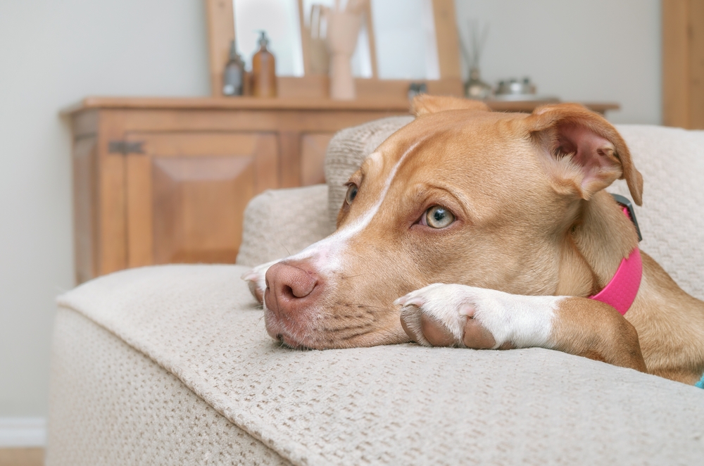 Come capire se il tuo animale domestico sta soffrendo