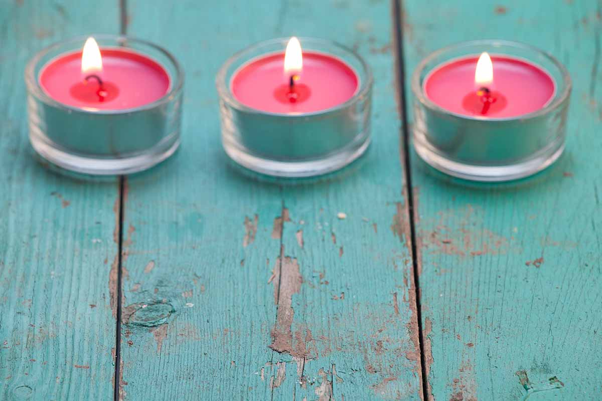 Le candele sono pericolose per gli animali domestici?