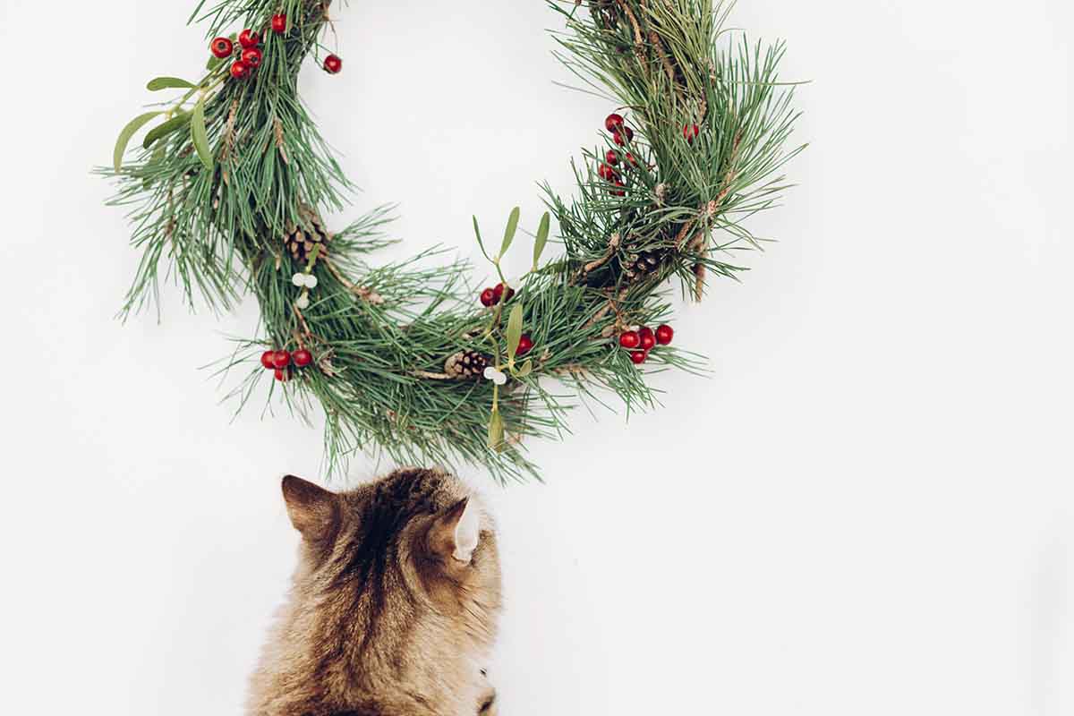 Il vischio è velenoso per cani e gatti?