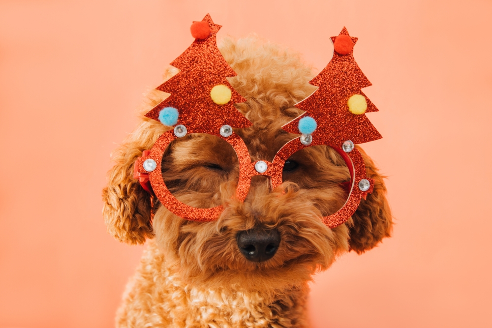 Lasciare il cane da solo a Capodanno: ecco perché sarebbe meglio evitare