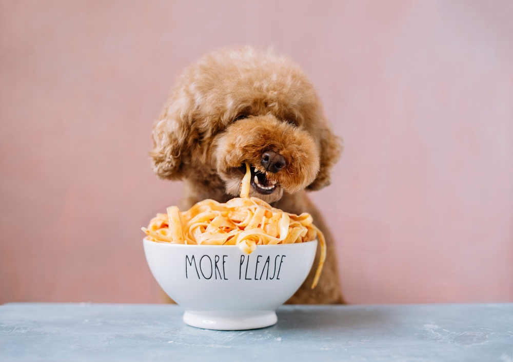 I cani possono mangiare la pasta?