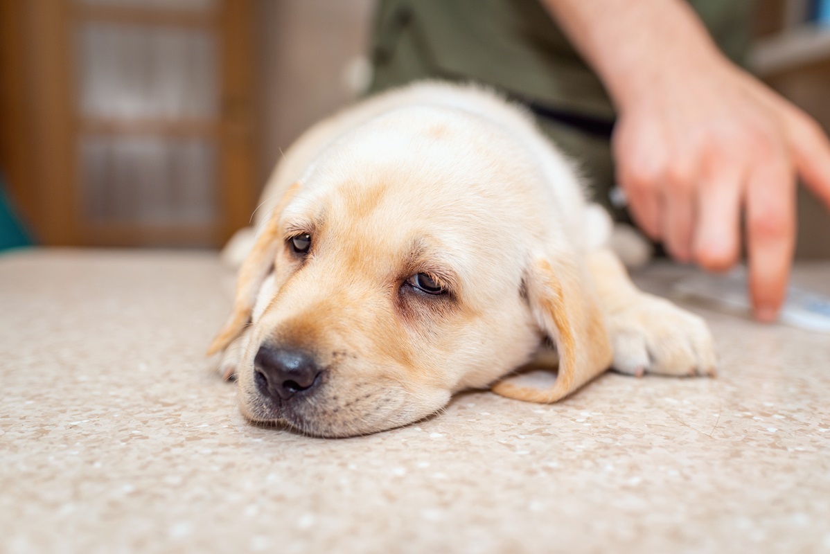 Cos'è la sindrome del lupo mannaro che colpisce i cani