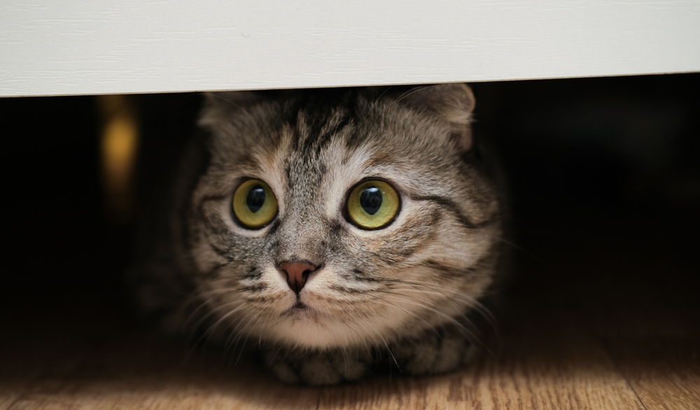 Feromoni dei gatti: cosa sono e come possono aiutare